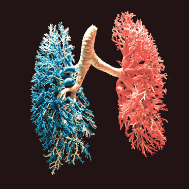 Lung Detox Guide